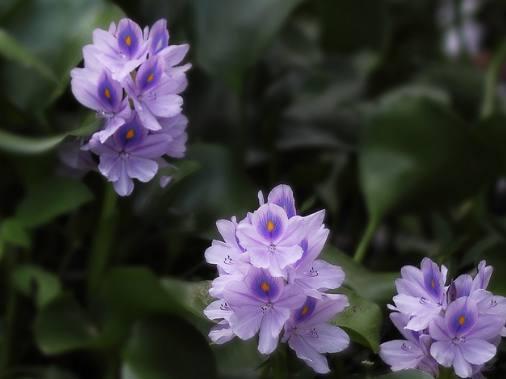 头条免费图库凤眼莲花,捕捉自然之美，免费图库中的视觉盛宴