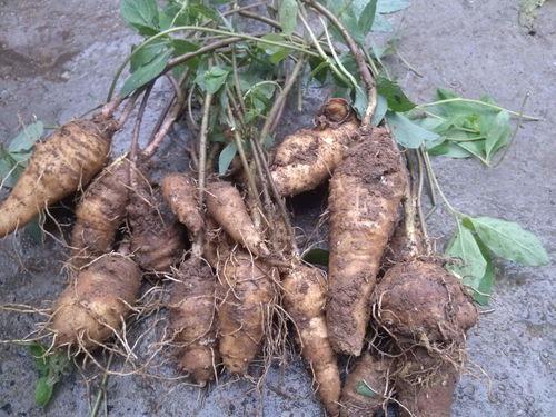 葛根明星,揭秘天然草本植物的神奇功效与养生之道