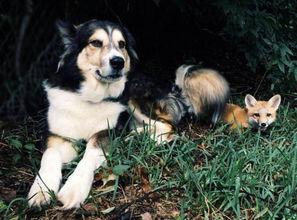 三只狐狸网红,网络红人的崛起与魅力