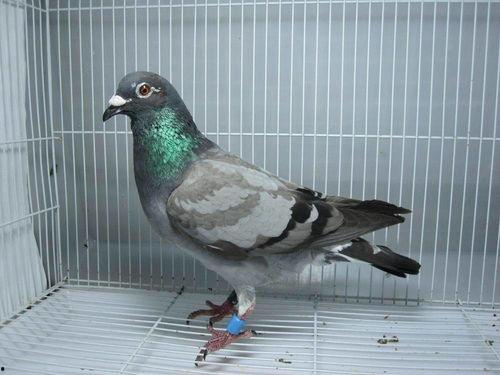 网红制造公司鸽子,鸽子如何成为网络红人