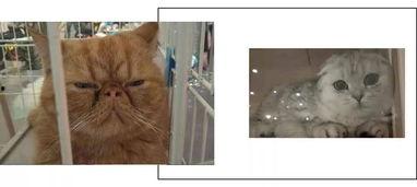 丑网红合集,揭秘网络红人的真实面貌