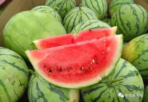 贝儿吃瓜,揭秘娱乐圈背后的秘密与真相