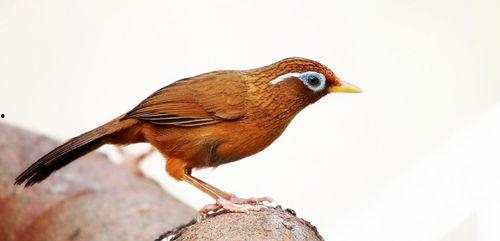 怎么防止鸟吃瓜神器,揭秘“鸟吃瓜神器”的使用方法