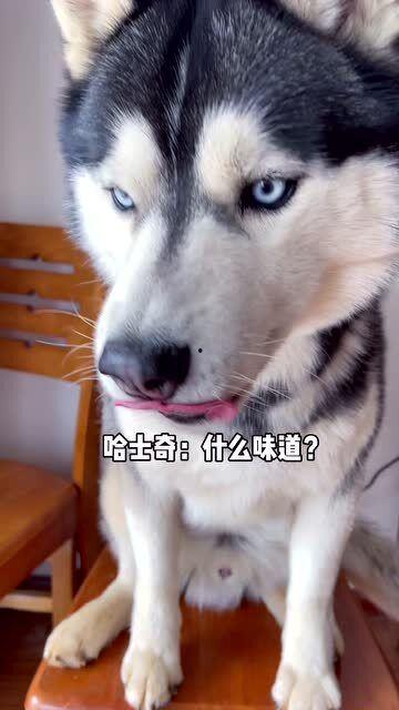 吃瓜看封印哈士奇,哈士奇吃瓜看世界