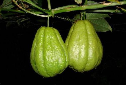 药瓜怎么吃最好,最佳食用方法揭秘