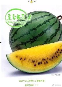 石狮开布行吃瓜,一场别开生面的吃瓜盛宴