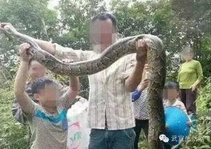 大黑蟒吃瓜,一场惊心动魄的生态奇观