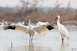 江西白鹤头条,探寻江西白鹤之美，传承生态文化新篇章