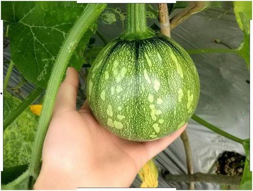 小尹同学吃瓜,揭秘娱乐圈那些不为人知的幕后故事