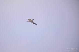 自由飞翔吃瓜视频